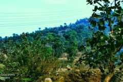 IMG-20250131-WA0133